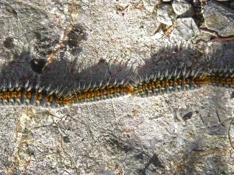 Chenille processionnaire traitement naturel, Chalon-sur-Saône, ETEV 71 Élagage