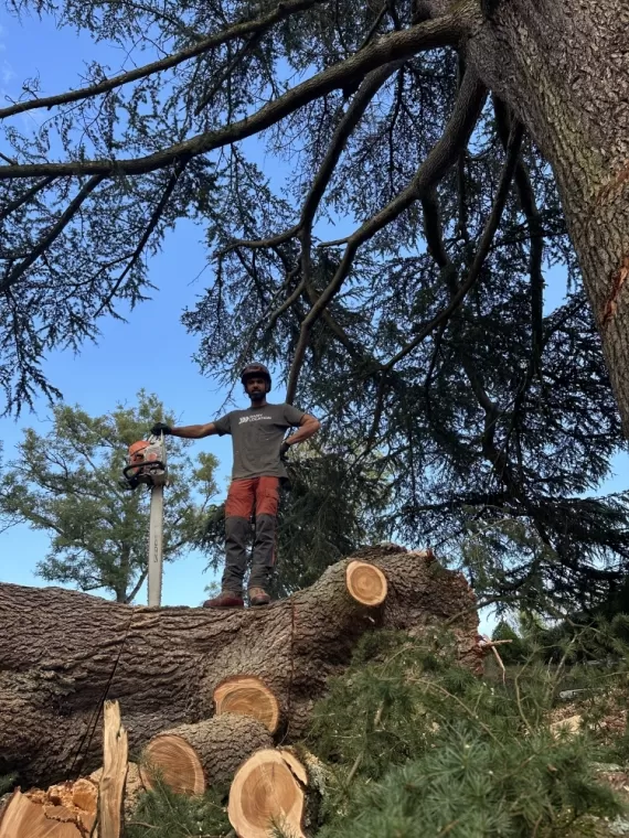 Abattage d'arbre mort, Chalon-sur-Saône, ETEV 71 Élagage