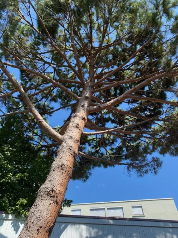 Taille sanitaire d'arbre à Chalon-sur-Saône, Chalon-sur-Saône, ETEV 71 Élagage