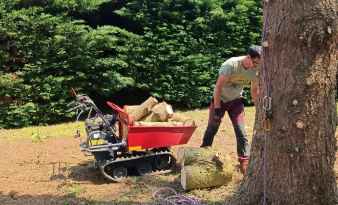 Abattage par démontage d'un sapin à Crissey 