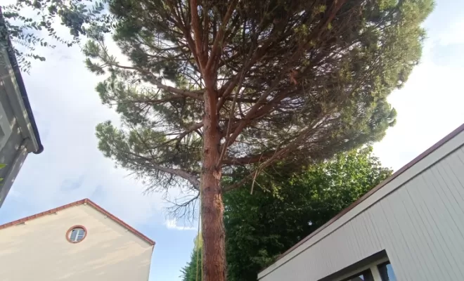 Taille sanitaire d'arbre à Chalon-sur-Saône, Chalon-sur-Saône, ETEV 71 Élagage